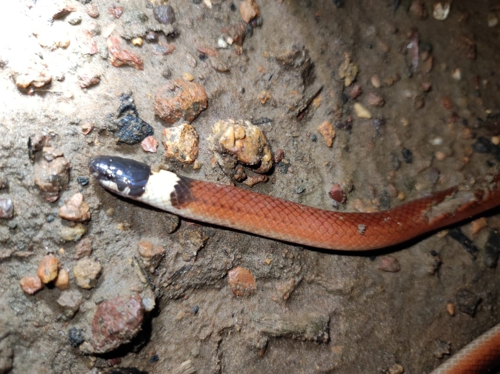 Lip-Spotted Collared Snake
