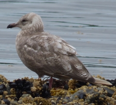 Larus glaucoides thayeri