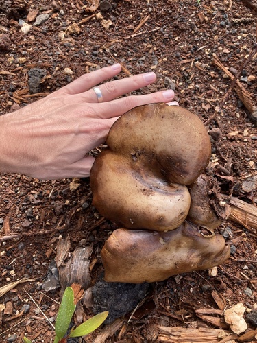 Buchwaldoboletus xylophilus observed 2024-11-14