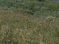 Hieracium tomentosum