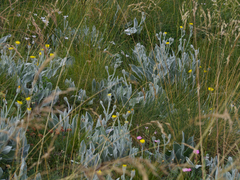 Hieracium tomentosum