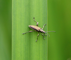 Donacia marginata