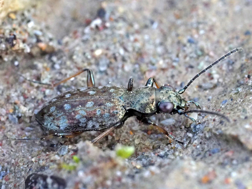 Asaphidion caraboides