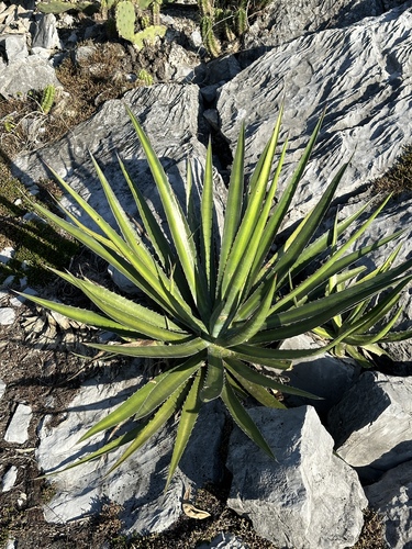 Agave funkiana