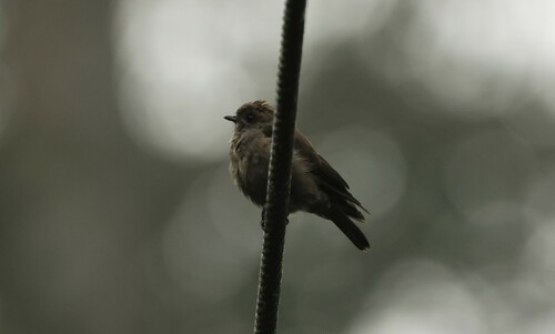 Ussher's Flycatcher (Artomyias ussheri), photo 7