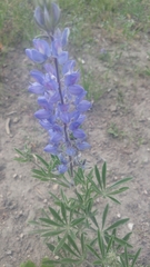 Lupinus angustifolius