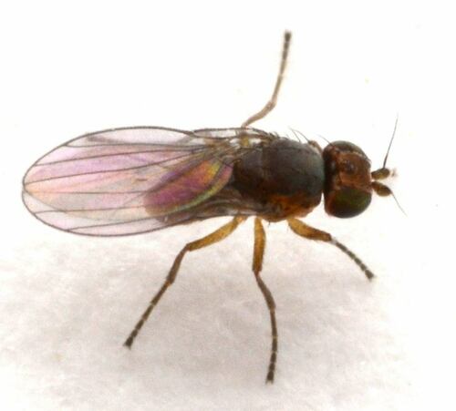 Phytoliriomyza conjunctimontis