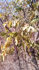 Dalbergia