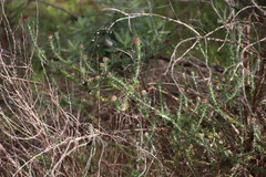 Metalasia pulchella