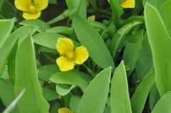 Limnocharis