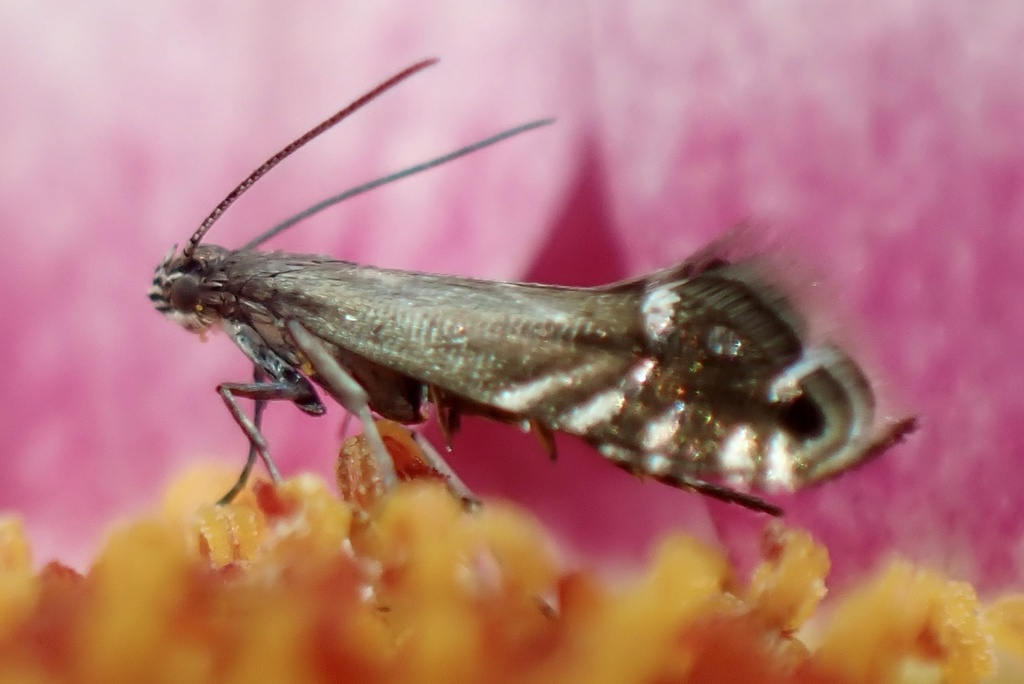 Cocksfoot Moth