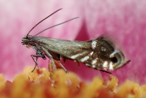 Glyphipterix simpliciella (Stephens, 1834)