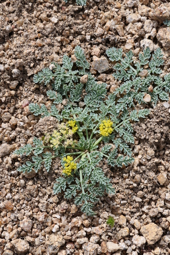 Waxy Springparsley (Cymopterus glaucus)