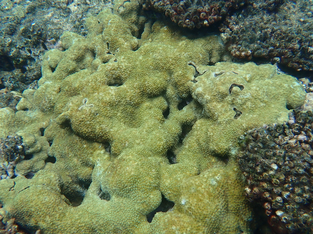 Palythoa tuberculosa