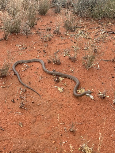 Western Desert Taipan