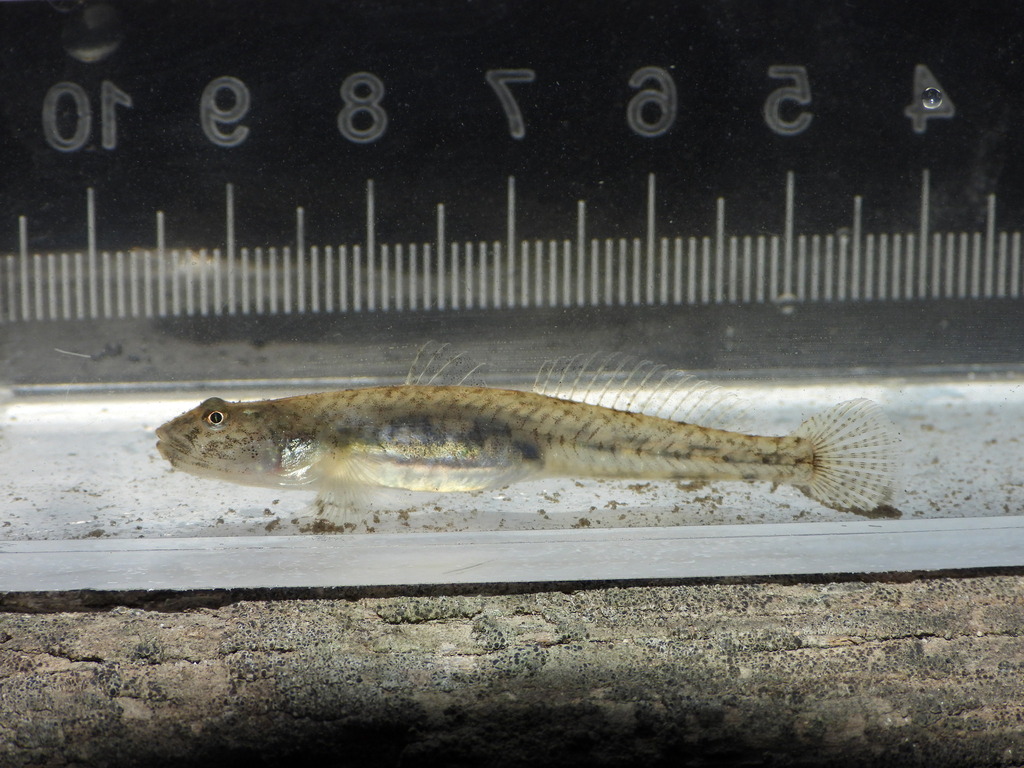 Arrow goby (Clevelandia ios) — Gobiidae