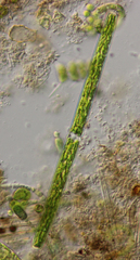 Pleurotaenium trabecula