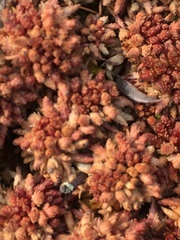 Sphagnum magellanicum