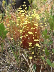 Splachnum luteum