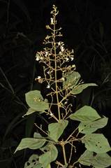 Tynanthus