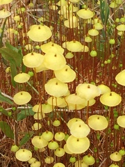 Splachnum luteum