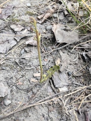 Botrychium minganense