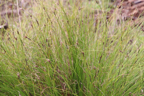 Image of Tetraria crinifolia by (c) Tony Rebelo, some rights reserved (CC BY-SA)