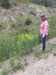 Solidago lepida lepida