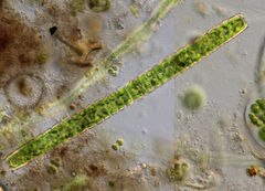 Pleurotaenium verrucosum