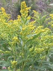 Solidago lepida lepida