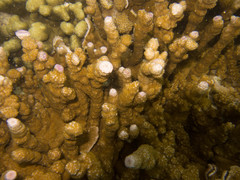 Montipora flabellata