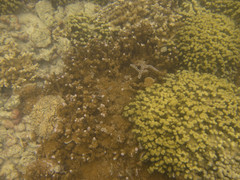 Montipora flabellata