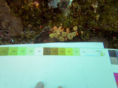 Cladopsammia manuelensis