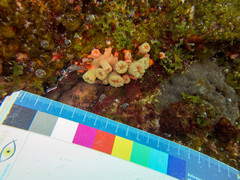 Cladopsammia manuelensis