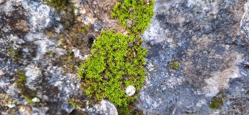 Hydrogonium croceum observed 2024-11-09