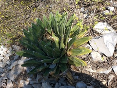 Agave victoriae-reginae