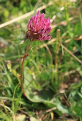 Trifolium medium