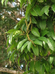 Coccoloba barbadensis