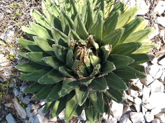 Agave victoriae-reginae