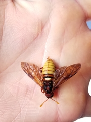Cimbex pacificus