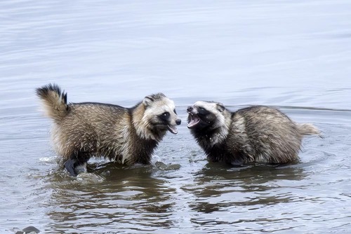 Japanese Raccoon Dog, 日本、〒191-0053 東京都日野市豊田, photo 6 of 10