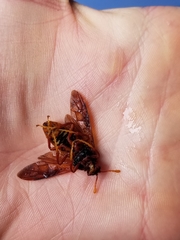 Cimbex pacificus