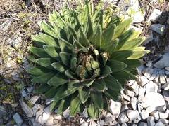 Agave victoriae-reginae