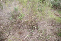 Metalasia pulchella