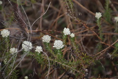 Metalasia pulchella