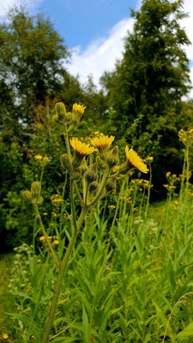 Sonchus palustris