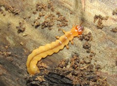 Dendroides