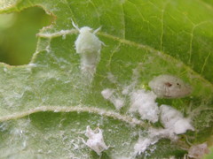 Flatormenis proxima