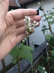 Fagopyrum esculentum
