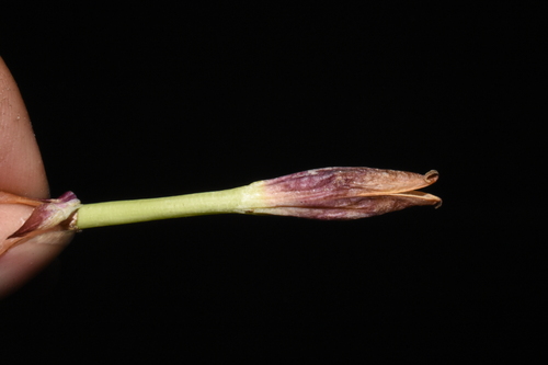 Image of Gentiana sceptrum by (c) Gabriel Campbell-Martinez, some rights reserved (CC BY)